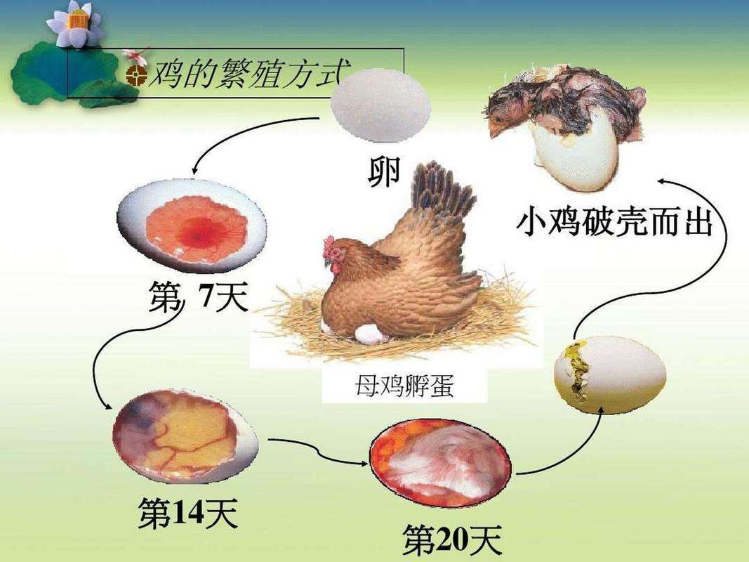 颤动的风火龙蛋孵化技巧，新手也能孵出极品龙！