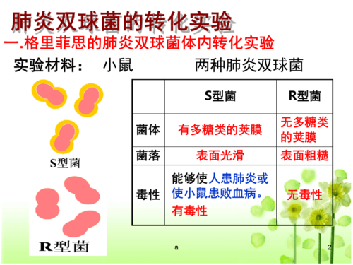 想了解肺炎双球菌转化实验？这几个关键点要知道！