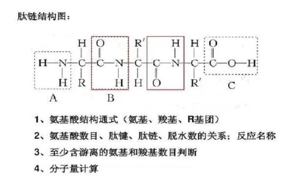 多肽链怎么合成？这几个步骤新手也能快速学会！