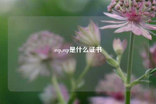 svp,svp是什么证书